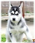 Wolf Dog